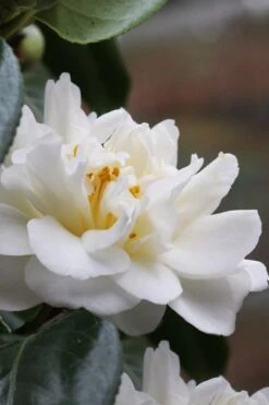 Cream Puff Fragrant Camellia - 3 Gallon Pot -Leafy Joy Shop camellia cream puff 1