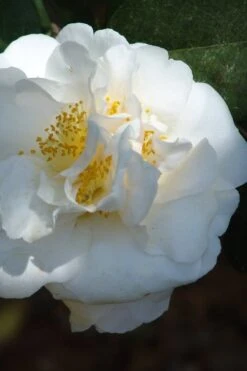 Cream Puff Fragrant Camellia - 3 Gallon Pot -Leafy Joy Shop camellia cream puff 2