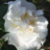 Cream Puff Fragrant Camellia - 3 Gallon Pot -Leafy Joy Shop camellia cream puff 4