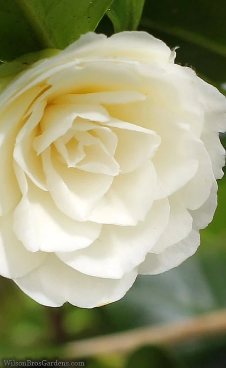 Dahlonega Camellia Japonica - 3 Gallon Pot 6 Dahlonega Camellia Japonica - 3 Gallon Pot - Image 4