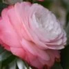 Desire Camellia Japonica - 1 Gallon Pot -Leafy Joy Shop camellia desire 1