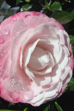 Desire Camellia Japonica - 1 Gallon Pot -Leafy Joy Shop camellia desire 2