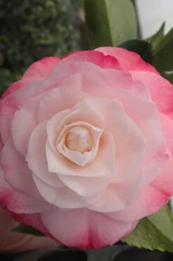 Desire Camellia Japonica - 1 Gallon Pot -Leafy Joy Shop camellia desire 3