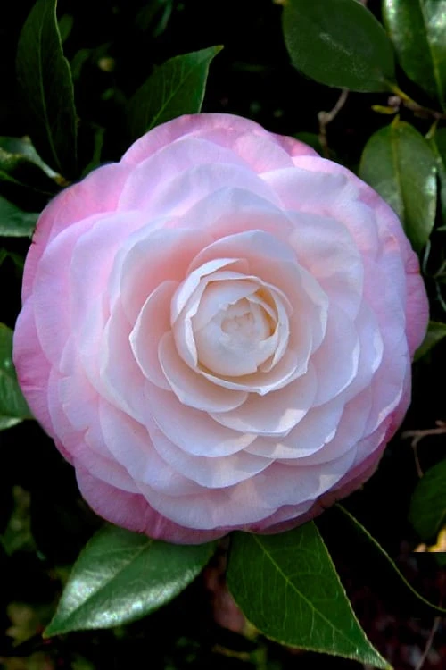 Ella Ward Parsons Camellia - 3 Gallon Pot 3 Ella Ward Parsons Camellia - 3 Gallon Pot