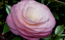 Ella Ward Parsons Camellia - 3 Gallon Pot 9 Ella Ward Parsons Camellia - 3 Gallon Pot -Leafy Joy Shop camellia ella ward parsons 2