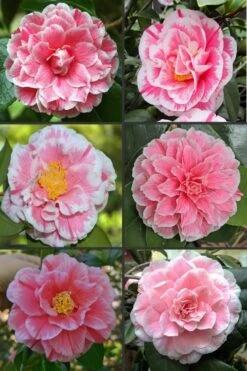 Brilliant Gem Fragrant Camellia Japonica - Herme - 3 Gallon Pot 11 Brilliant Gem Fragrant Camellia Japonica - Herme - 3 Gallon Pot -Leafy Joy Shop camellia herrmes 1