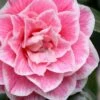 Brilliant Gem Fragrant Camellia Japonica - Herme - 3 Gallon Pot 1 Brilliant Gem Fragrant Camellia Japonica - Herme - 3 Gallon Pot -Leafy Joy Shop camellia herrmes 5