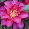 Hiryu Camellia Sasanqua - 3 Gallon Pot -Leafy Joy Shop camellia hiryu 1