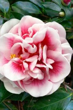 Irrational Exuberance Camellia Japonica - 3 Gallon Pot -Leafy Joy Shop camellia irrational exuberance 3