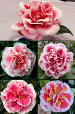Irrational Exuberance Camellia Japonica - 3 Gallon Pot -Leafy Joy Shop camellia irrational exuberance 6
