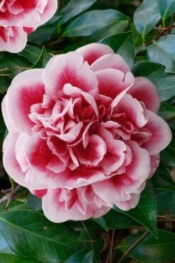 Irrational Exuberance Camellia Japonica - 3 Gallon Pot -Leafy Joy Shop camellia irrational exuberance 7