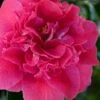 Roosevelt Blues Camellia Japonica - 3 Gallon Pot -Leafy Joy Shop camellia japonica roosevelt blues 3