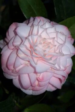 Little Susie Camellia - 1 Gallon Pot