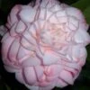 Little Susie Camellia - 3 Gallon Pot -Leafy Joy Shop camellia little susie 1