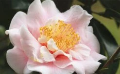 Moonlight Bay Camellia Japonica - 3 Gallon Pot -Leafy Joy Shop camellia moonlight bay 3