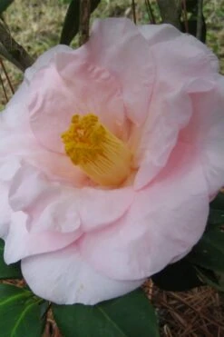 Moonlight Bay Camellia Japonica - 3 Gallon Pot -Leafy Joy Shop camellia moonlight bay 5