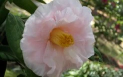 Moonlight Bay Camellia Japonica - 3 Gallon Pot -Leafy Joy Shop camellia moonlight bay 6