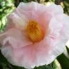 Moonlight Bay Camellia Japonica - 3 Gallon Pot -Leafy Joy Shop camellia moonlight bay 8