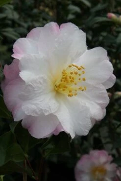 Nina Avery Camellia - 3 Gallon Pot 13 Nina Avery Camellia - 3 Gallon Pot -Leafy Joy Shop camellia nina avery 4