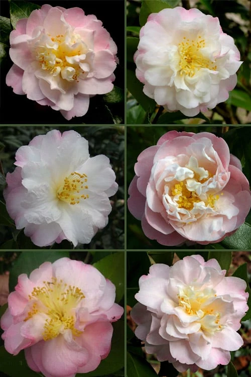 Nina Avery Camellia - 3 Gallon Pot 6 Nina Avery Camellia - 3 Gallon Pot - Image 4