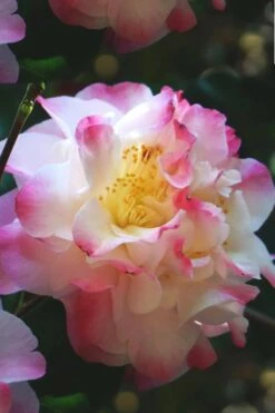 Omega Camellia Japonica - 3 Gallon Pot 11 Omega Camellia Japonica - 3 Gallon Pot -Leafy Joy Shop camellia omega 3