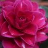 Purple Haze Camellia - 1 Gallon Pot -Leafy Joy Shop camellia sasanqua purple haze 1