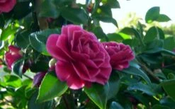 Purple Haze Camellia - 1 Gallon Pot -Leafy Joy Shop camellia sasanqua purple haze 2