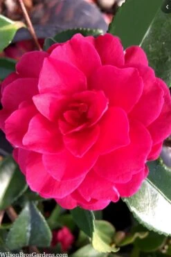 Purple Haze Camellia - 1 Gallon Pot -Leafy Joy Shop camellia sasanqua purple haze 4