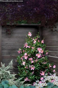 Slim 'N Trim Camellia - 7 Gallon Pot 9 Slim 'N Trim Camellia - 7 Gallon Pot -Leafy Joy Shop camellia slim n trim 103