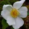 Survivor Cold Hardy White Camellia - 3 Gallon Pot -Leafy Joy Shop camellia survivor 1