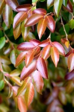 Mount Noko Camellia (Camellia Transnokoensis) - 1 Gallon Pot 18 Mount Noko Camellia (Camellia Transnokoensis) - 1 Gallon Pot -Leafy Joy Shop camellia transnokoensis 10