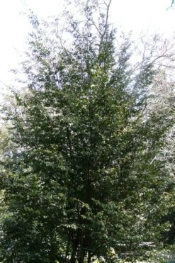 Mount Noko Camellia (Camellia Transnokoensis) - 1 Gallon Pot 16 Mount Noko Camellia (Camellia Transnokoensis) - 1 Gallon Pot -Leafy Joy Shop camellia transnokoensis 13