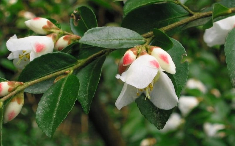 Mount Noko Camellia (Camellia Transnokoensis) - 1 Gallon Pot 12 Mount Noko Camellia (Camellia Transnokoensis) - 1 Gallon Pot - Image 10