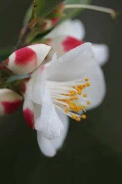 Mount Noko Camellia (Camellia Transnokoensis) - 1 Gallon Pot 17 Mount Noko Camellia (Camellia Transnokoensis) - 1 Gallon Pot -Leafy Joy Shop camellia transnokoensis 6