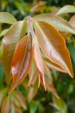 Mount Noko Camellia (Camellia Transnokoensis) - 1 Gallon Pot 20 Mount Noko Camellia (Camellia Transnokoensis) - 1 Gallon Pot -Leafy Joy Shop camellia transnokoensis 7