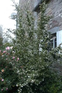 Mount Noko Camellia (Camellia Transnokoensis) - 1 Gallon Pot 19 Mount Noko Camellia (Camellia Transnokoensis) - 1 Gallon Pot -Leafy Joy Shop camellia transnokoensis 9