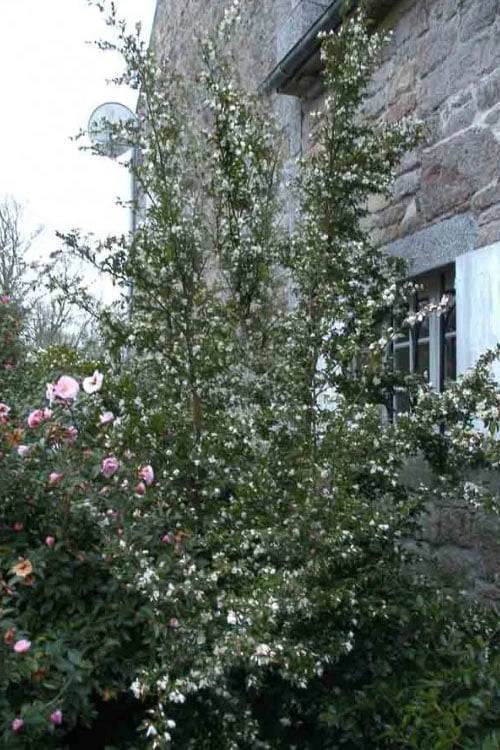 Mount Noko Camellia (Camellia Transnokoensis) - 1 Gallon Pot 10 Mount Noko Camellia (Camellia Transnokoensis) - 1 Gallon Pot - Image 8