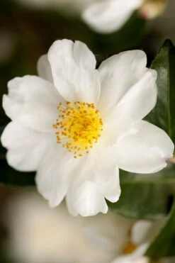 Winter's Cupid Camellia - 1 Gallon Pot -Leafy Joy Shop camellia winters cupid 2
