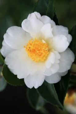 Winter's Cupid Camellia - 1 Gallon Pot -Leafy Joy Shop camellia winters cupid 4