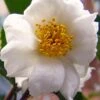 Winter's Cupid Camellia - 1 Gallon Pot -Leafy Joy Shop camellia winters cupid 5