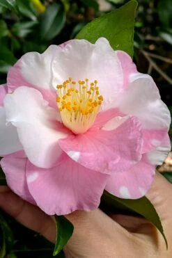 Shibori-Egao Camellia - 3 Gallon Pot -Leafy Joy Shop camellia x vernalis shibori egao 102