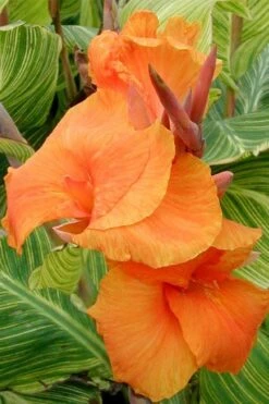 Bengal Tiger Canna Lily - 1 Gallon Pot -Leafy Joy Shop canna pretoria bengal tiger 1