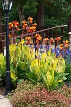 Bengal Tiger Canna Lily - 1 Gallon Pot -Leafy Joy Shop canna pretoria bengal tiger 12