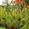 Bengal Tiger Canna Lily - 1 Gallon Pot -Leafy Joy Shop canna pretoria bengal tiger 13