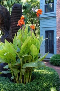 Bengal Tiger Canna Lily - 1 Gallon Pot -Leafy Joy Shop canna pretoria bengal tiger 2