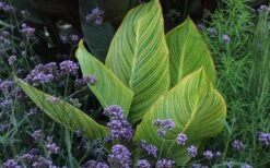 Bengal Tiger Canna Lily - 1 Gallon Pot -Leafy Joy Shop canna pretoria bengal tiger 3