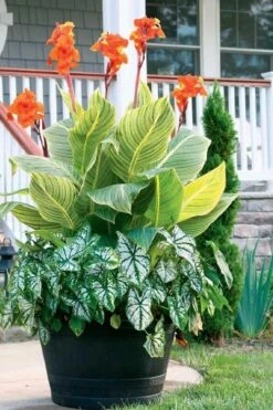 Bengal Tiger Canna Lily - 1 Gallon Pot -Leafy Joy Shop canna pretoria bengal tiger 4