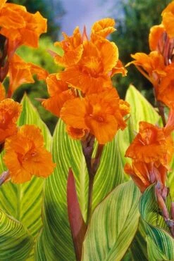 Bengal Tiger Canna Lily - 1 Gallon Pot -Leafy Joy Shop canna pretoria bengal tiger 8