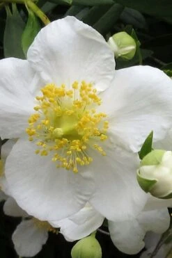 Elizabeth Bush Anemone (Carpentaria Californica) - 5 Gallon Pot -Leafy Joy Shop carpentaria californica elizabeth bush anemone 1