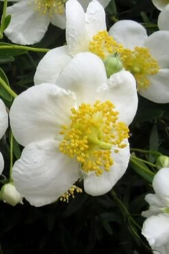 Elizabeth Bush Anemone (Carpentaria Californica) - 5 Gallon Pot -Leafy Joy Shop carpentaria californica elizabeth bush anemone 3